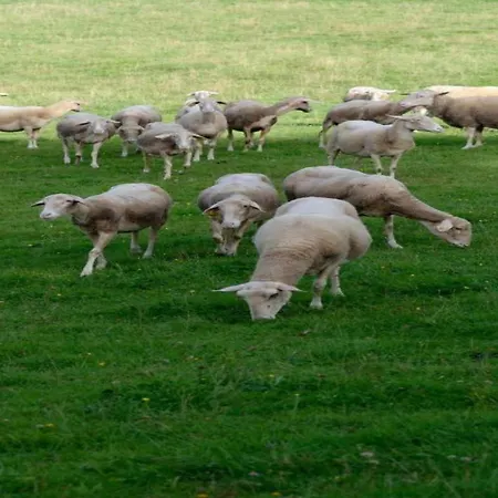 In Chevron With Garden Terrace